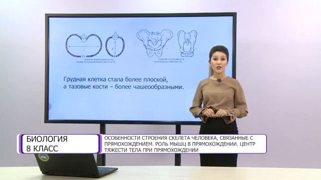 Биология. 8 класс. Особенности строения скелета человека, связанные с прямохождением /19.02.2021/