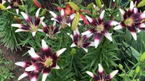 Лилии в нашем саду.Цветение лилий. Сорта лилий.Виды лилий.Часть 1