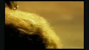 Dr. Diesel. Мы такие разные - и все-таки мы вместе.flv