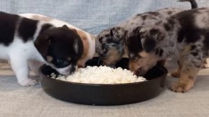 30 секунд чав-чав и практически все сыты.