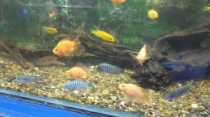 Цихлиды в аквариуме 300 литров