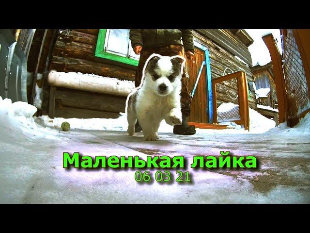 Маленькая лайка 06 03 21