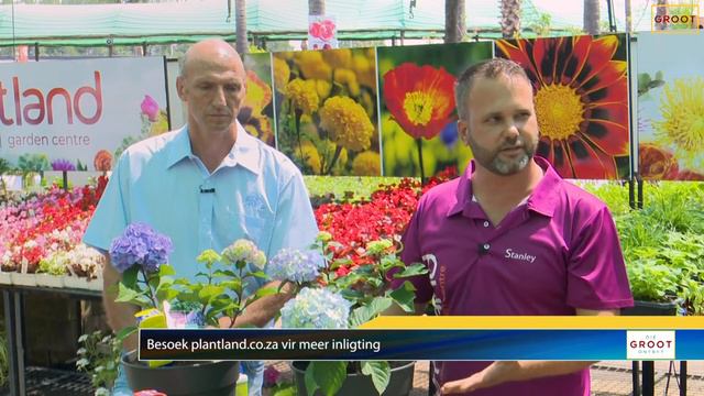 Perfekte Potplante смотреть онлайн