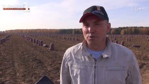 Уборка картофеля в сжатые сроки