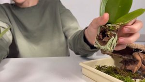 ФЛОРАРИУМ ДЛЯ МИНИ ОРХИДЕЙ🌼🍃СВОИМИ РУКАМИ🙌🏻