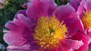 Пион КЛАУН - Paeonia CLOWN: обзор, описание, цветение, отзыв