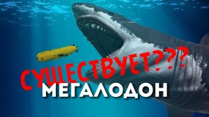 мегалодон. существует или нет?!
#shorts