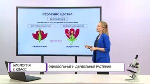 Биология. 8 класс. Однодольные и двудольные растения /02.10.2020/