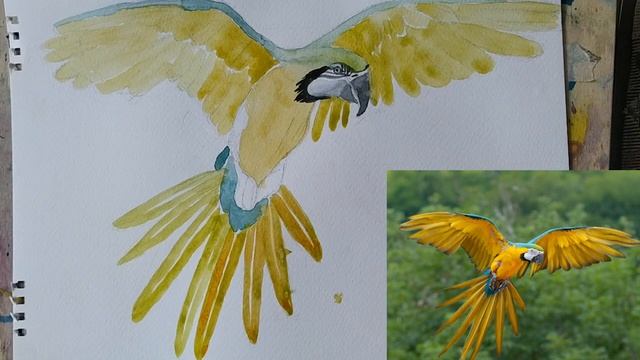 Рисуем попугая смотреть онлайн