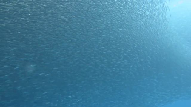 Сардины смотреть онлайн