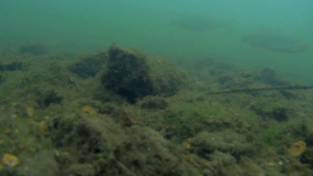 Река олым-подводные съёмки смотреть онлайн