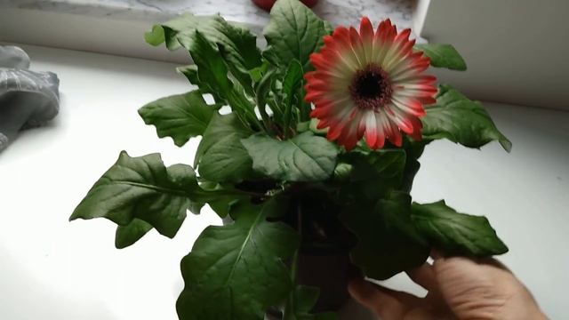 Комнатная гербера после пересадки, советы по уходу. смотреть онлайн