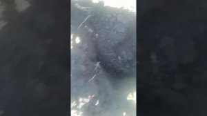 Поймать слепыша или крота на крючки с стопроцентным результатом. Особенности установки крючков...