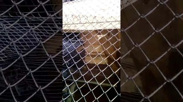 Как подсаживать разновозрастных цыплят