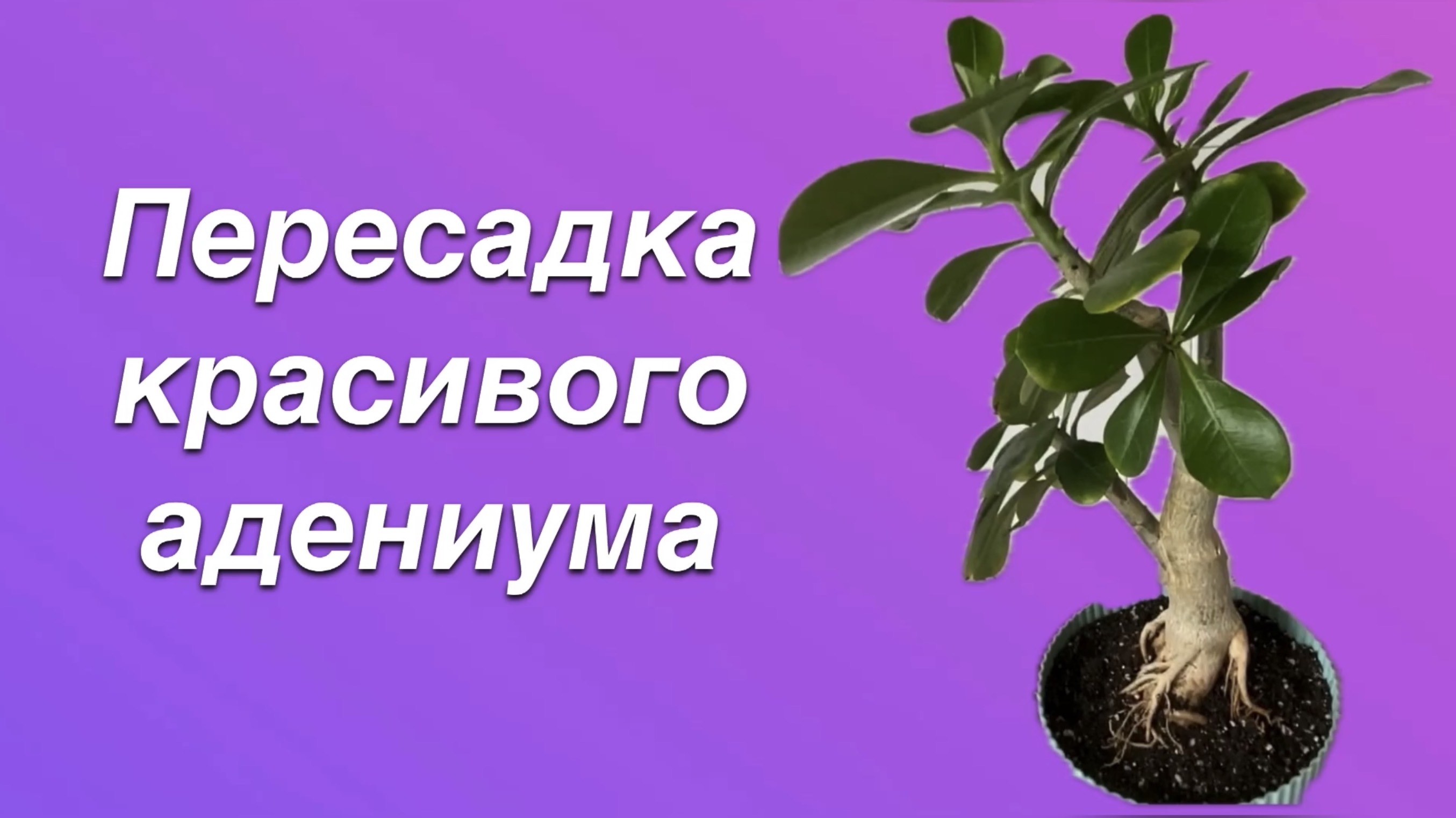 Адениум «Розовое облако» переехал в новый горшок и свежую землю. Красавец! 10 июля 2024 г