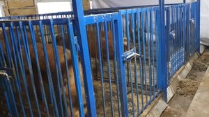 Искуственное осеменение свиньи