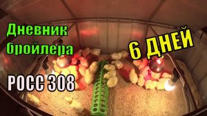 Цыплята бройлера РОСС 308  ( Шесть Суток ) Динамика роста, кормление, содержание
