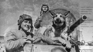 Животные на войне