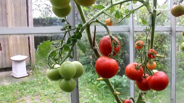 Сорт -"MONEYMAKER". Томаты от Фёдора. смотреть онлайн