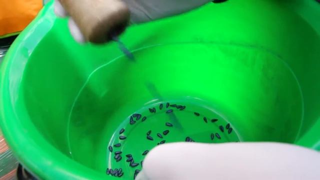 Отбор семян на анализ 20 мая 2016 года смотреть онлайн