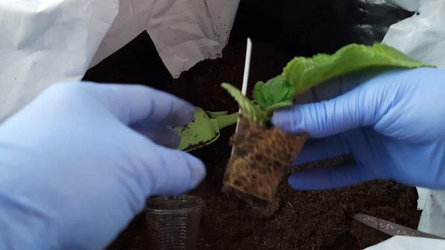 Стрептокарпусы,будни смотреть онлайн