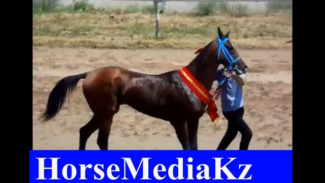 Гаспар смотреть онлайн