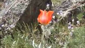 Тюльпан Грейга