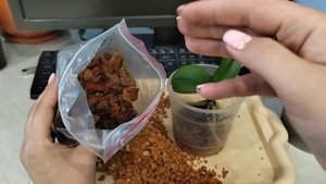 Эксперимент не удался ?. За 6 месяцев у орхидеи нет РАЗВИТИЯ. Меняю грунт