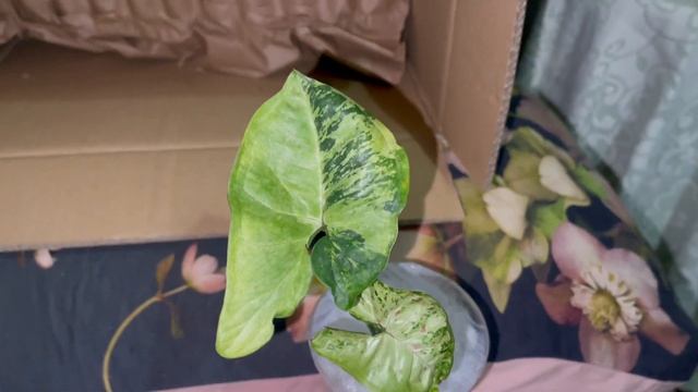 Syngonium Confetti Tricolor and Syngonium Pink Flecked Unboxing //Rare Syngoniums смотреть онлайн