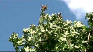 Вредители яблони