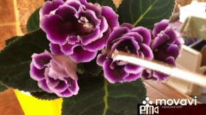 Как опылить глоксинию для получения семян? How to get Gloxinia Seeds?