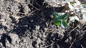 Копаем корень ежевики и малины