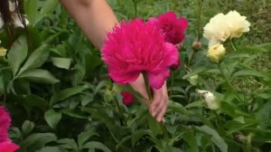 пион Ирокез