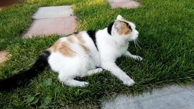 Говорящая кошка Чупа. смотреть онлайн