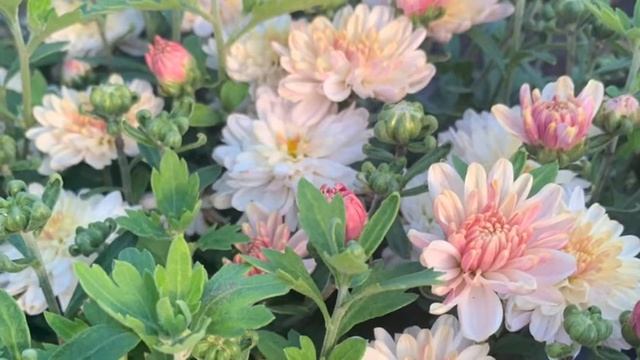 САЖЕНЦЫ ХРИЗАНТЕМА ПОМПОН ЛИЛИАК смотреть онлайн