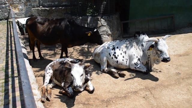 Милая сцена из жизни зебу в "Сказке"! смотреть онлайн