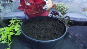 ИПОМЕЯ БАТАТ.ВЫРАЩИВАНИЕ БЕЗ ПРОБЛЕМ.