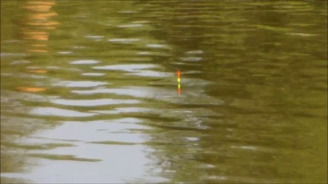 Херабуна.Тесты удилищ 5.4м.Карп. смотреть онлайн