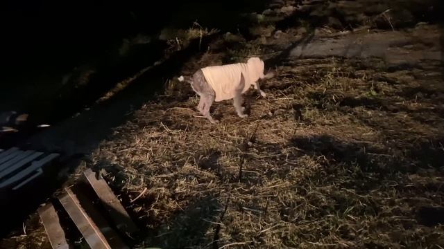 230❤️Воспитанная девочка Фрейллин. Кто с ней так поступил.Привет от Камиллочки смотреть онлайн