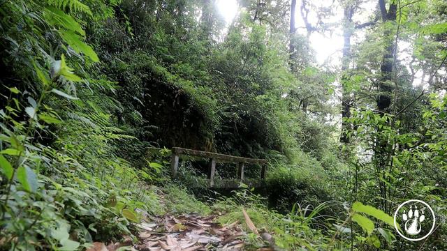 SINGALILA BLACK FOREST HIKE II RIMBICK GURDUM TIMBUREY SIRIKHOLA смотреть онлайн