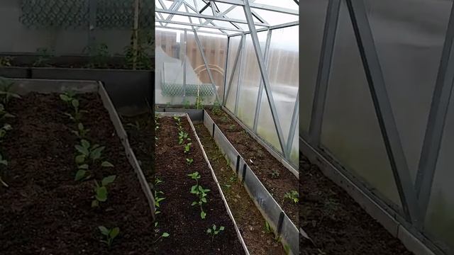 Теплица с автоматическими люками для проветривания смотреть онлайн