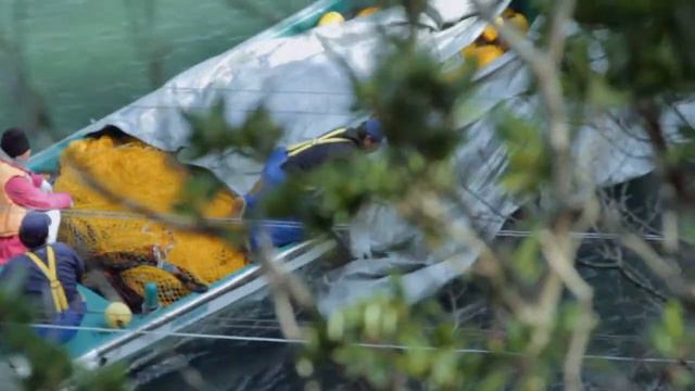New footage from Japan of dolphin hunts in Taiji's notorious cove смотреть онлайн