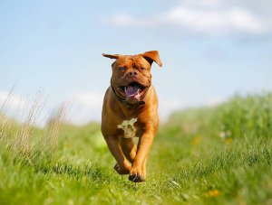 Каталог пород собак. Бордоский дог (Dogue de Bordeaux)