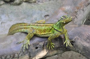 Всеядная амфибия. Парусная филлипинская ящерица.