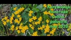 Ядовитые растения. Калужница болотная- #caltha palustris #Poisonousplant