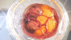 ДЕНЬ 15 - ЗАРОДЫШ ЦЫПЛЕНКА В СТАКАНЕ (почти на финише!)