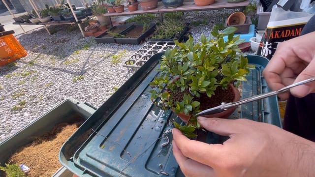 クチナシ（梔子）の植え替え、消毒、剪定、葉刈り。gardenia jasminoides смотреть онлайн