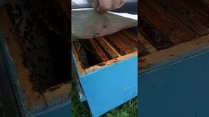 Пасека Лаврова. Провели осеннюю ревизию пчелосемей.