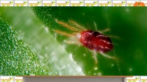 ПАУТИННЫЙ КЛЕЩ