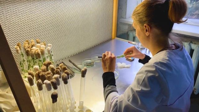 КАРТОФЕЛЬ ИЗ ИНСТИТУТА НААН УКРАИНЫ | ВЫРАЩИВАНИЕ В ЛАБОРАТОРИИ | СУПЕР СУПЕР ЭЛИТА от "МЕГАСАД"
